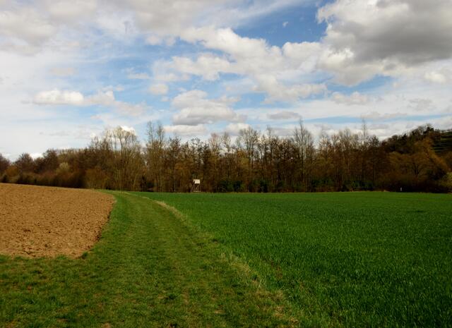 Vorne am Jägersitz hatten wir beim letzten Besuch Wildgänse angetroffen, die Wander-Damen erinnerten sich. 