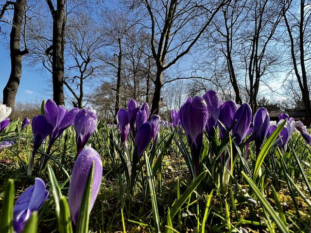 Das Krokusparadies im Frühling | Foto: Moni Bordt