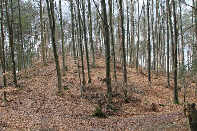 toller Wald