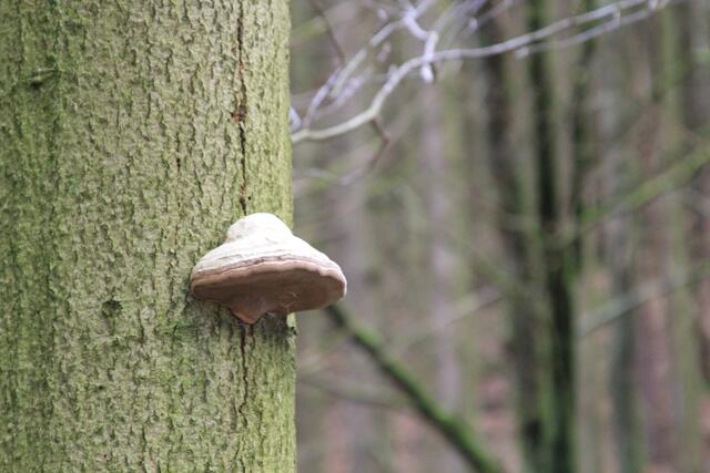 toller Baumpilz