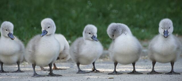 Die Schwänchen sind geschlüpft und jetzt eine Woche alt | Foto: Moni Bordt