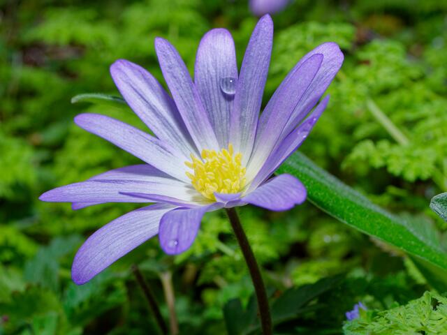Anemone