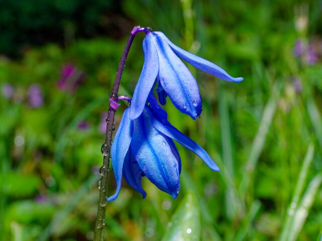 Blausternchen 