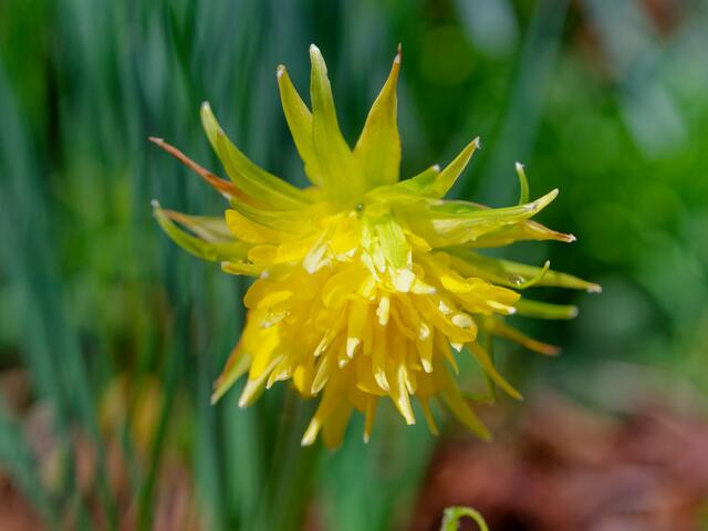 gefüllte Narcisse