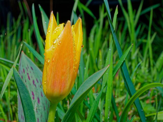 Tulpe