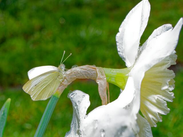Weißling auf weißer Narcisse