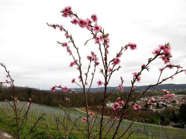 Vor der Burg Stettenfels blüht ein Pfirsichbäumchen