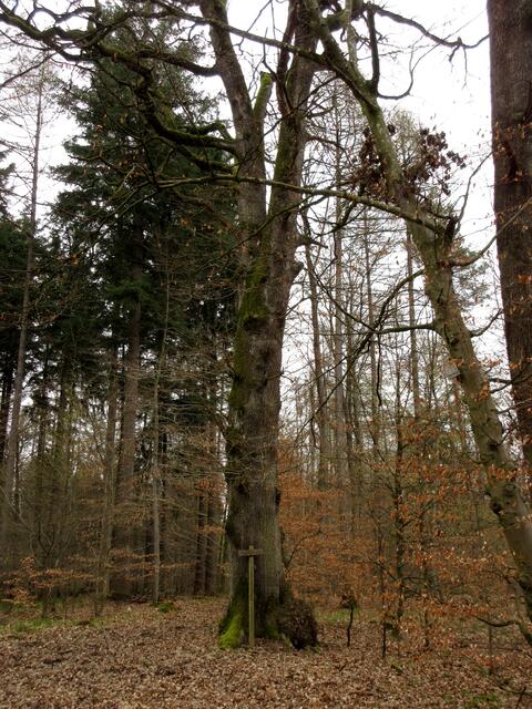 Naturdenkmal Gabeleiche... wobei, die Gruppe hat festgestellt, es gibt einige Eichen hier im Wald, die in der Höhe gegabelt sind.