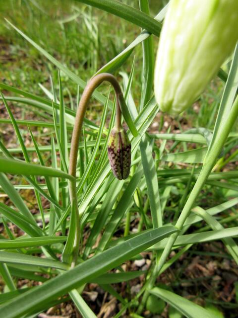 Ein privater Besuch nach der Wanderung im Jüdischen Friedhof Heilbronn, ließ uns diese Schachblumen entdecken. Da wird es Zeit für einen Wanderung  in Wüstenrot, wo die Schachblumenwiese an der Quelle der Rot bald auch in voller Blüte stehen wird. 