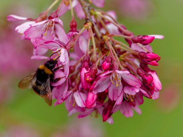 Hummel an der Zierkirsche