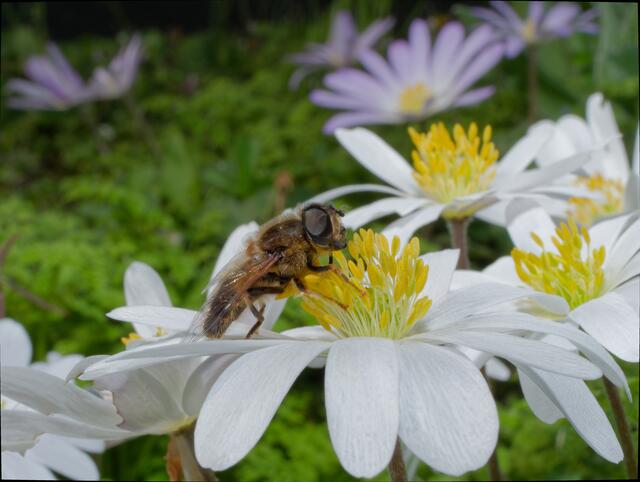 Mistbiene auf Anemone