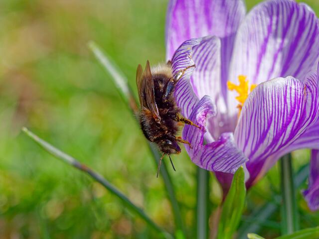Hummel am Krokus