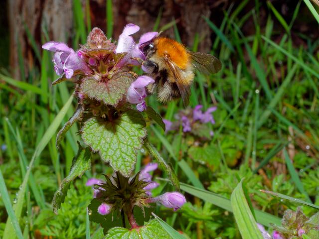 Ackerhummel an roter Taubnessel