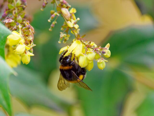 Wiesenhummel ....