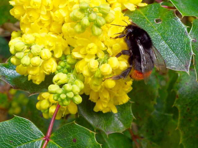 ..und Steinhummel an der Mahonie