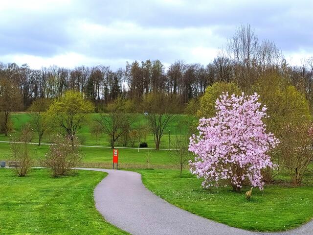 Ist diese Sternmagnolie nicht wunderschön? 