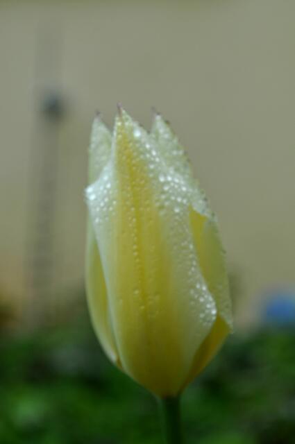 Tulpe | Foto: Daniela Somers