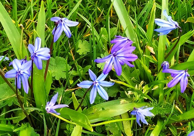 An einigen Stellen  blühen kleine zarte, aber intensiv farbige Blausternchen. 