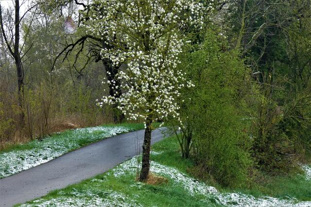 Weißer Schnee und weiße Blüten