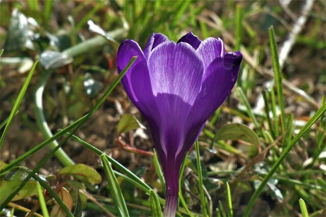 Der Frühling zieht prachtvoll ein.