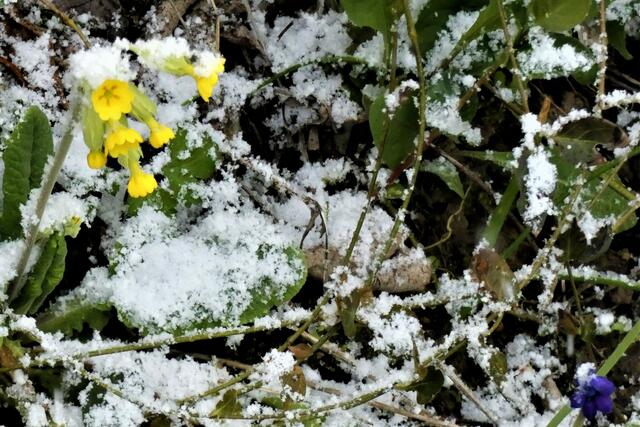 Der letzte Schnee versucht  noch einmal, Kälte zu bringen.
