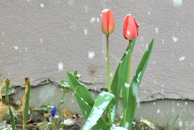 Doch auch die Tulpen blühen gegen den Schneefall an