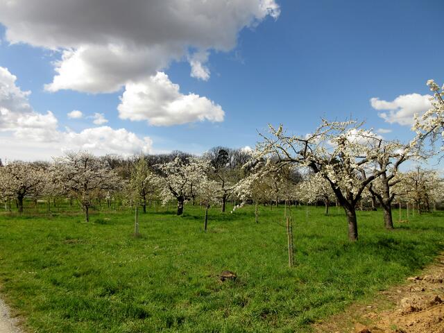 So wunderschön sind die Kirschgärten