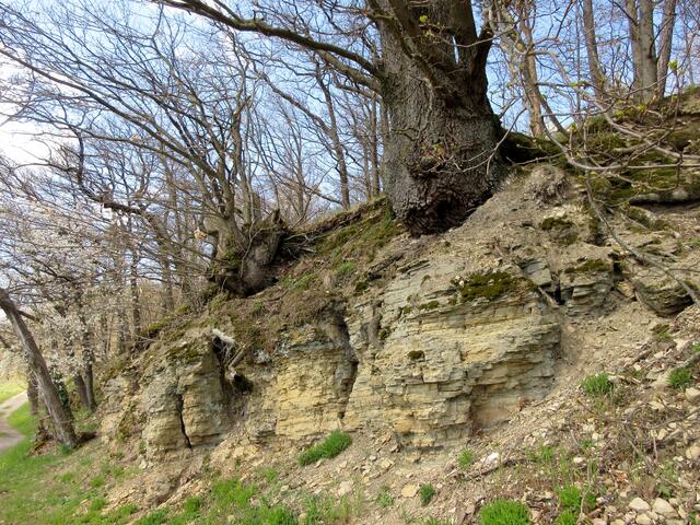 Dieser Hang ist als Naturdenkmal ausgewiesen, da steht ein Schild, aber man findet es in der Liste nicht.
