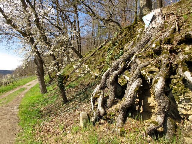 Hier fliegen zahlreiche Schmetterlinge und andere Insekten, die Eidechsen geben sich ein Stelldichein und ober kreist der Rotmilan.