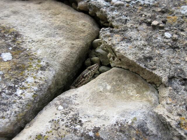 Ein wenig frisch hier oben, da traute sich nur ein kleiner Kerl mal aus dem Mauerschlitz zu schauen. Entlang der Wege in der Sonne waren aber viele schon munter und unterwegs