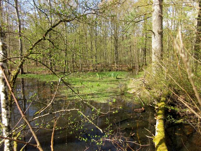 Der Sumpfweg macht seinem Namen alle Ehre