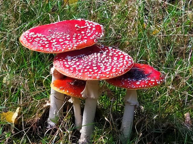 Wir haben so viele Fliegenpilze gesehen - wie im Märchenwald