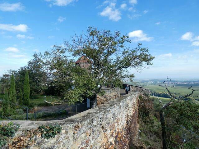 Burgmauer der Ruine Battenberg