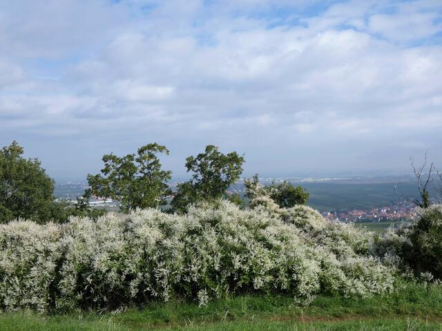 Tolle Ausblicke über weiß blühende Sträucher hinunter in die Rheinebene