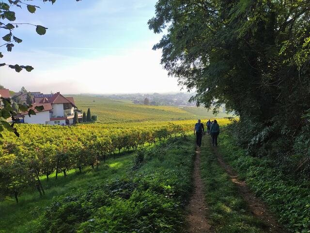 Nun geht's wieder hinaus in die Weinfelder