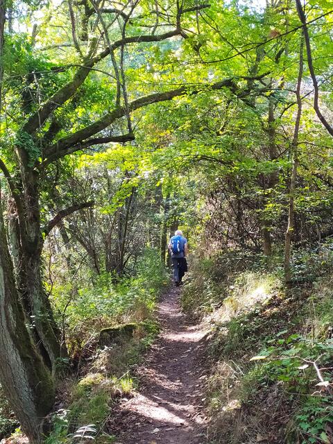 Und immer wieder wandern wir auf solch wunderschönen weichen und mediterran wirkenden Waldpfaden