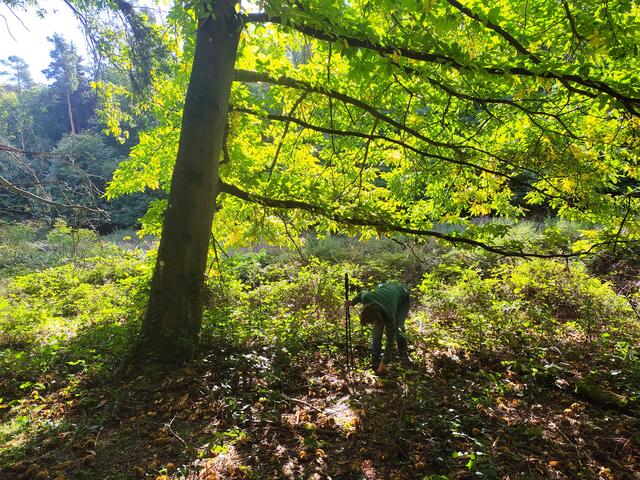 Am nächsten Tag wurden erstmal Maronen gesammelt - die Buchenblätter leuchten wundervoll in der Herbstsonne