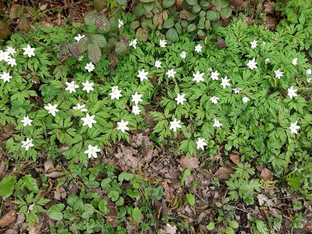 Anemonen