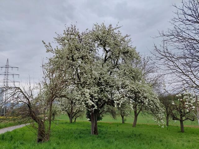 Einfach wunder- wunderschön - so ein alter Obstbaum in seiner Blütenpracht!