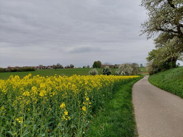 Rapsfelder und Streuobstwiesen- gib es Schöneres im frühen Frühling ?