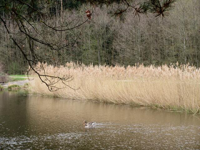 Wildenten
