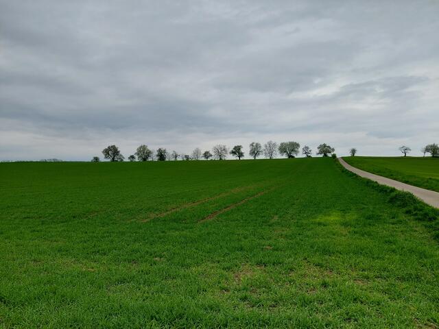 Und hinterm Horizont geht es weiter- aber erst mal die nett aufgreihten Bäume bewundern.