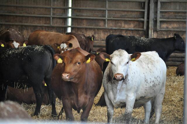 Eine bunte Truppe | Foto: Daniela Somers