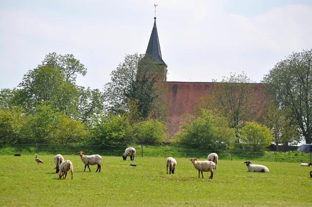 Schäfchen auf der Weide. | Foto: Daniela Somers