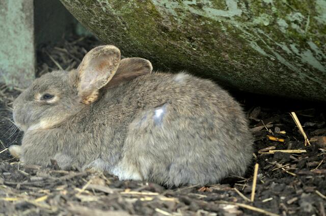 Bei den Häschen war Mittagsschlaf angesagt. | Foto: Daniela Somers