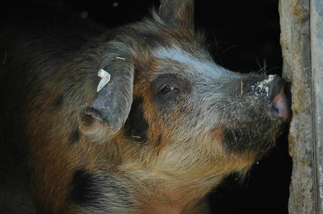 Vielleicht riecht es da besonders fein. | Foto: Daniela Somers