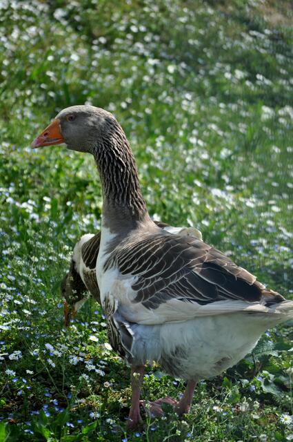 Ich war ihm wohl zu langweilig. | Foto: Daniela Somers
