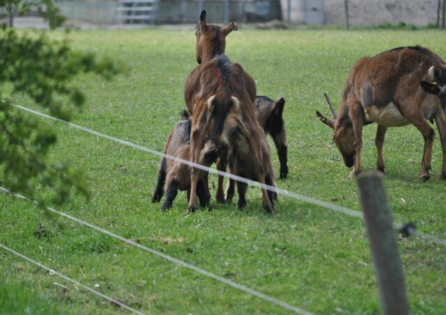 Die Arme hat gleich zwei hungrige Mäuler zu füttern. | Foto: Daniela Somers