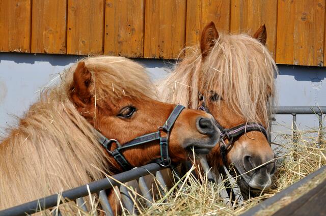 Ponys gibts auch auf dem Hof | Foto: Daniela Somers