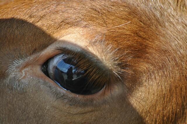 Hier spiegeln sich die Heimatreporterinnen im sanften Auge der Kuh. | Foto: Daniela Somers
